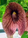 Aristolochia Gigantea