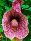 Aristolochia Grandiflora