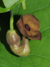 Aristolochia macrophylla